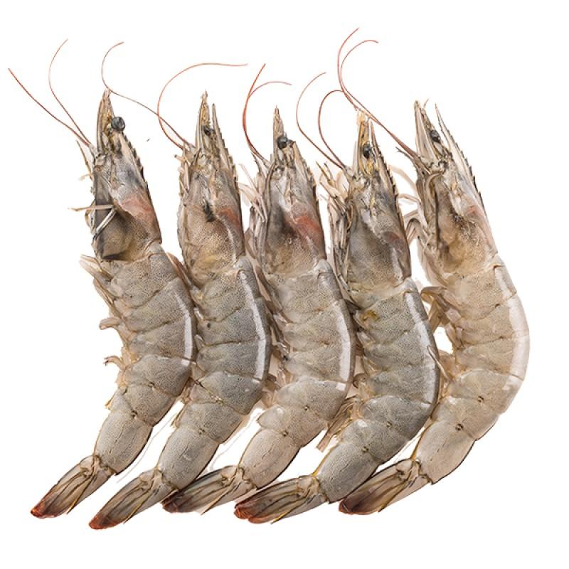 انواع الجمبري